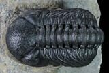 Nice, Austerops Trilobite - Visible Eye Facets #165913-2